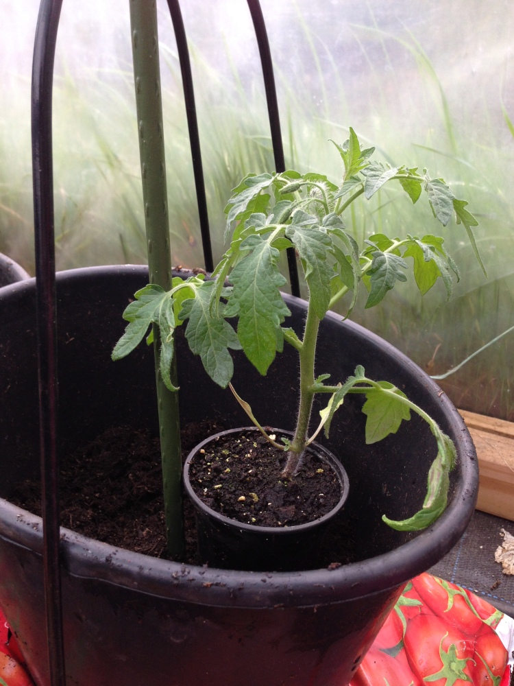 Tomatoes in a grow-bag (5/6)